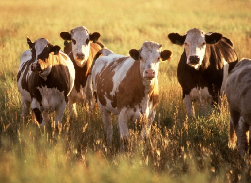 Лейкоз корів: чим небезпечний та що варто знати