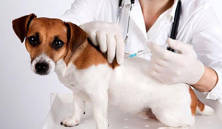 Профілактика сказу – спільне завдання для ветеринарних фахівців та власників тварин